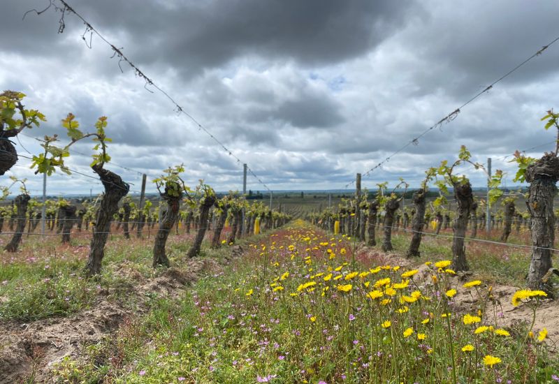 domaine de la perree vins saint nicolas de bourgueil taille de la vigne cabernet franc val de loire