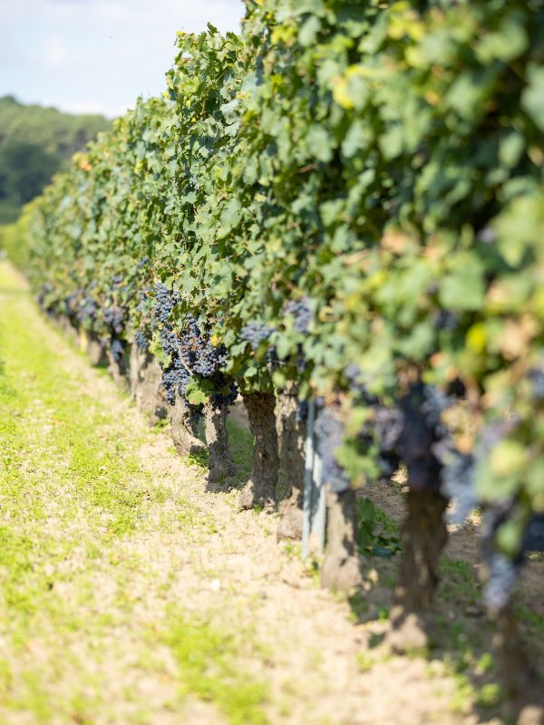 domaine de la perree vins saint nicolas de bourgueil vignes raisin vendanges