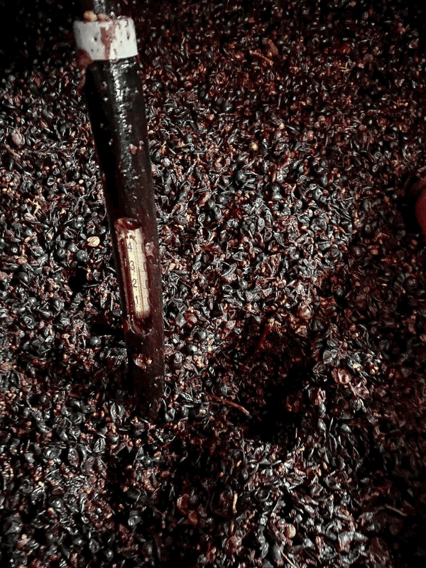 domaine-de-la-perree-les-vins-d'azel-vins-saint-nicolas-de-bourgueil-famille-delarue-domaine-viticole-dégustation-de-vin-vendanges-val-de-loire-vinification-macération domaine de la perree les vins dazel vins saint nicolas de bourgueil famille delarue domaine viticole degustation de vin vendanges val de loire vinification maceration